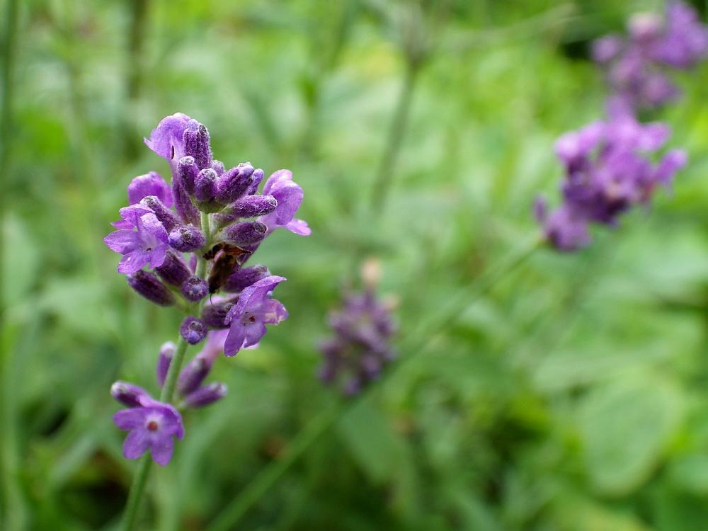  KK 0771 Lavendel
