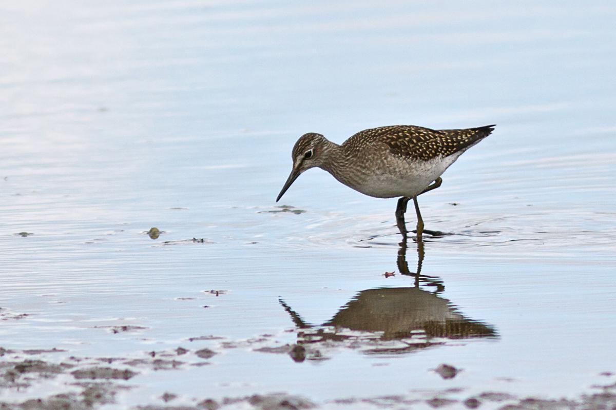 Bruchwasserlaeufer