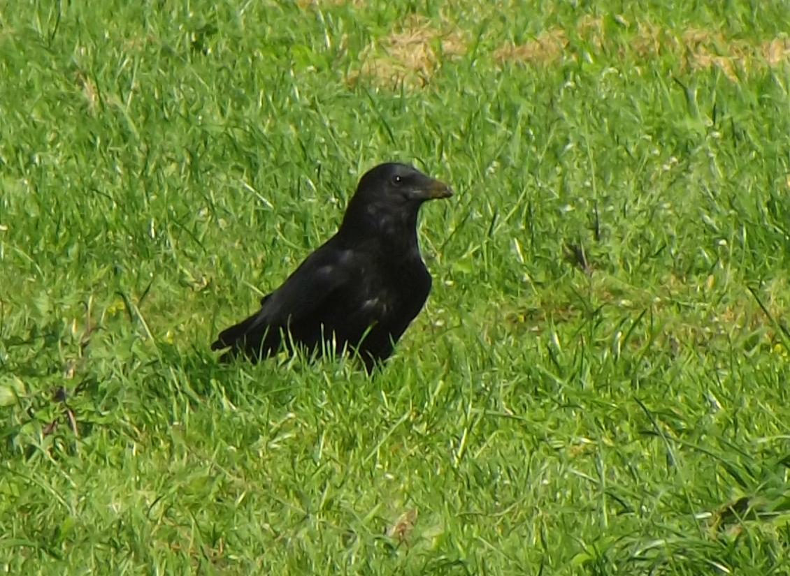 Kraehen-ferkel