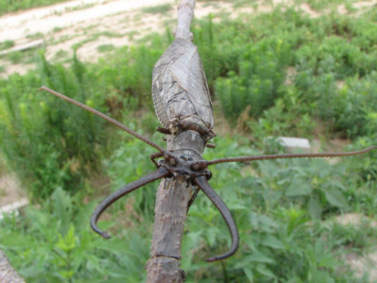 Dobsonfly Corydalus cornutus