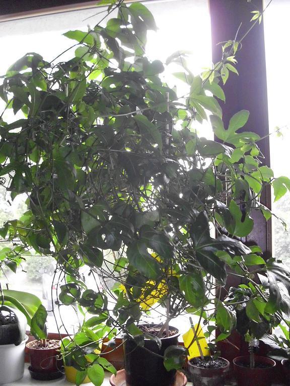 passiflora gefesselt