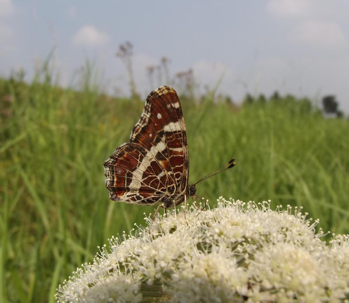 Landkaertchen