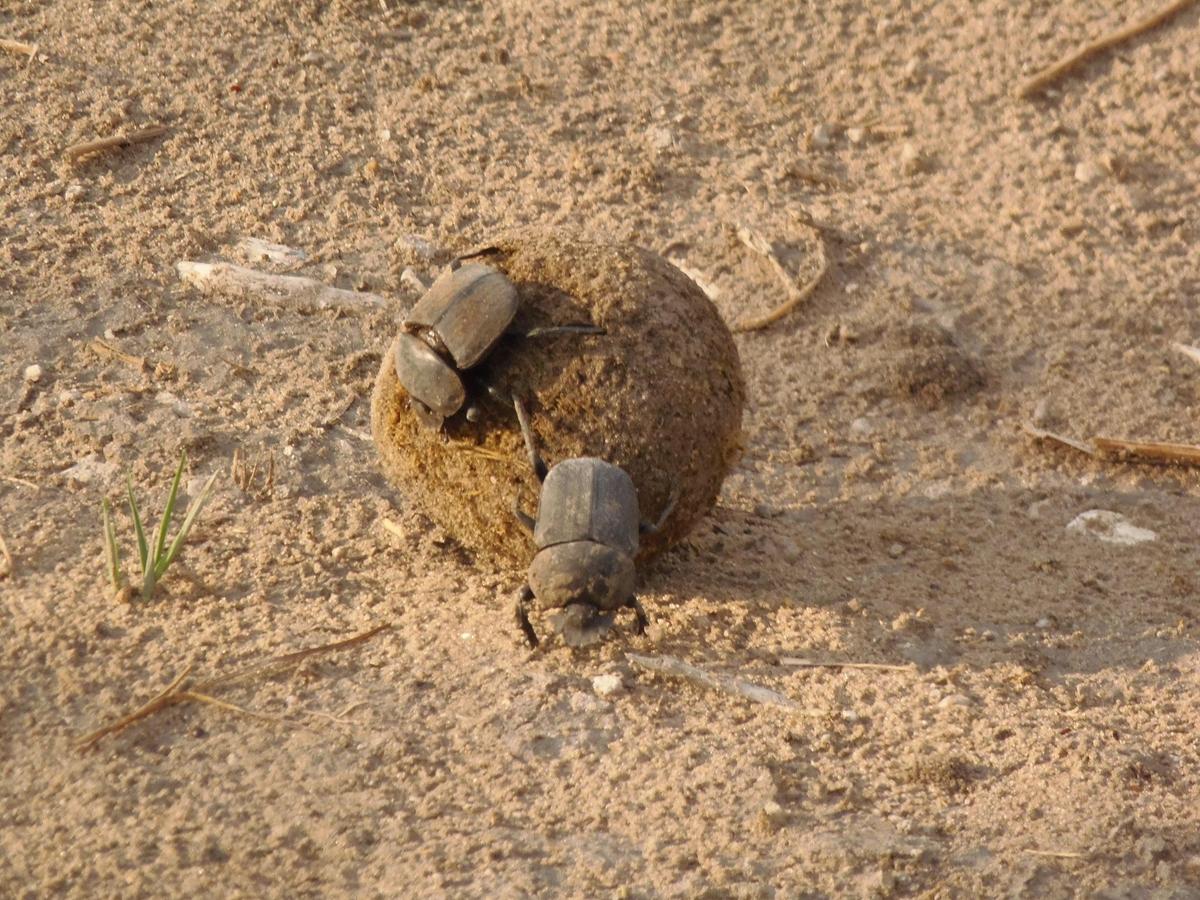 dung beatle