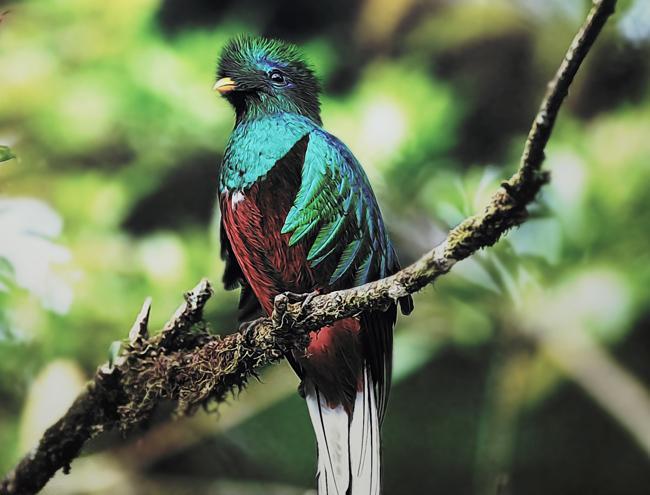 Quetzal