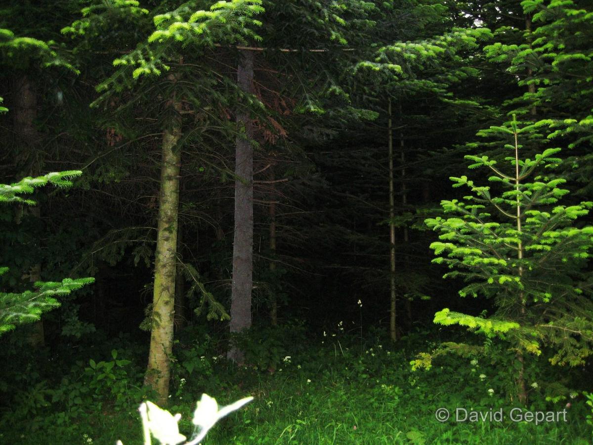 Der Dunkle Wald fotos wasserzeichen