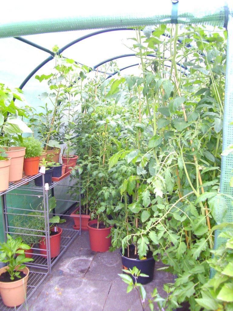 Groes Haus Chilis und Tomaten