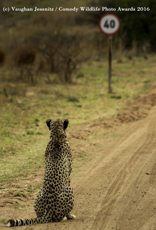 cheetah speed limit