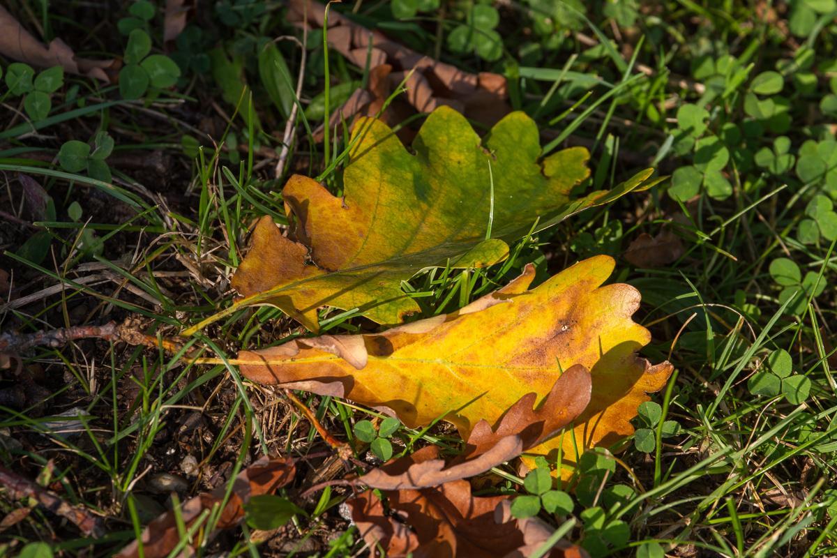 Herbst