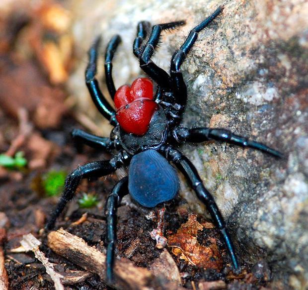 Missulena occatoria spider peripitus