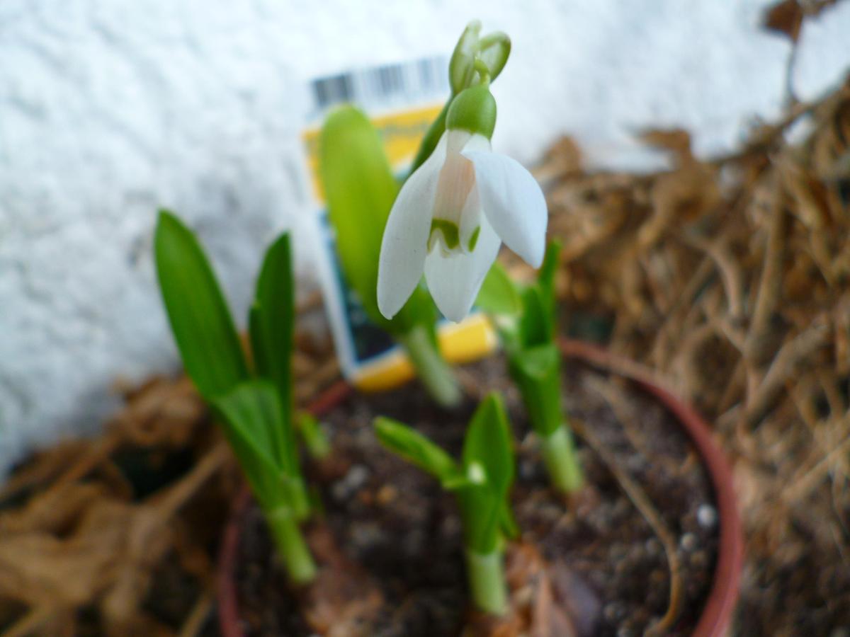 galanthus woronowil