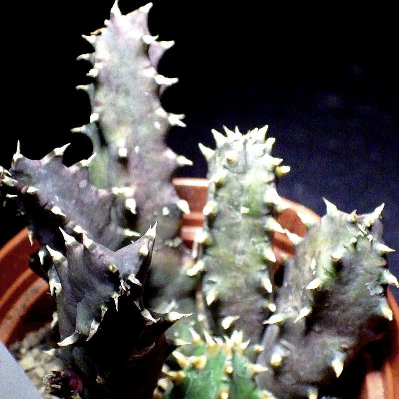  KK 2204 Huernia stapelioides