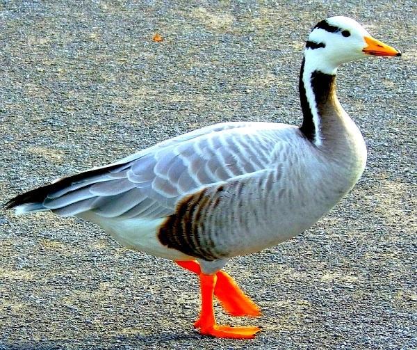 Indische Gans Streifengans  KK 8672