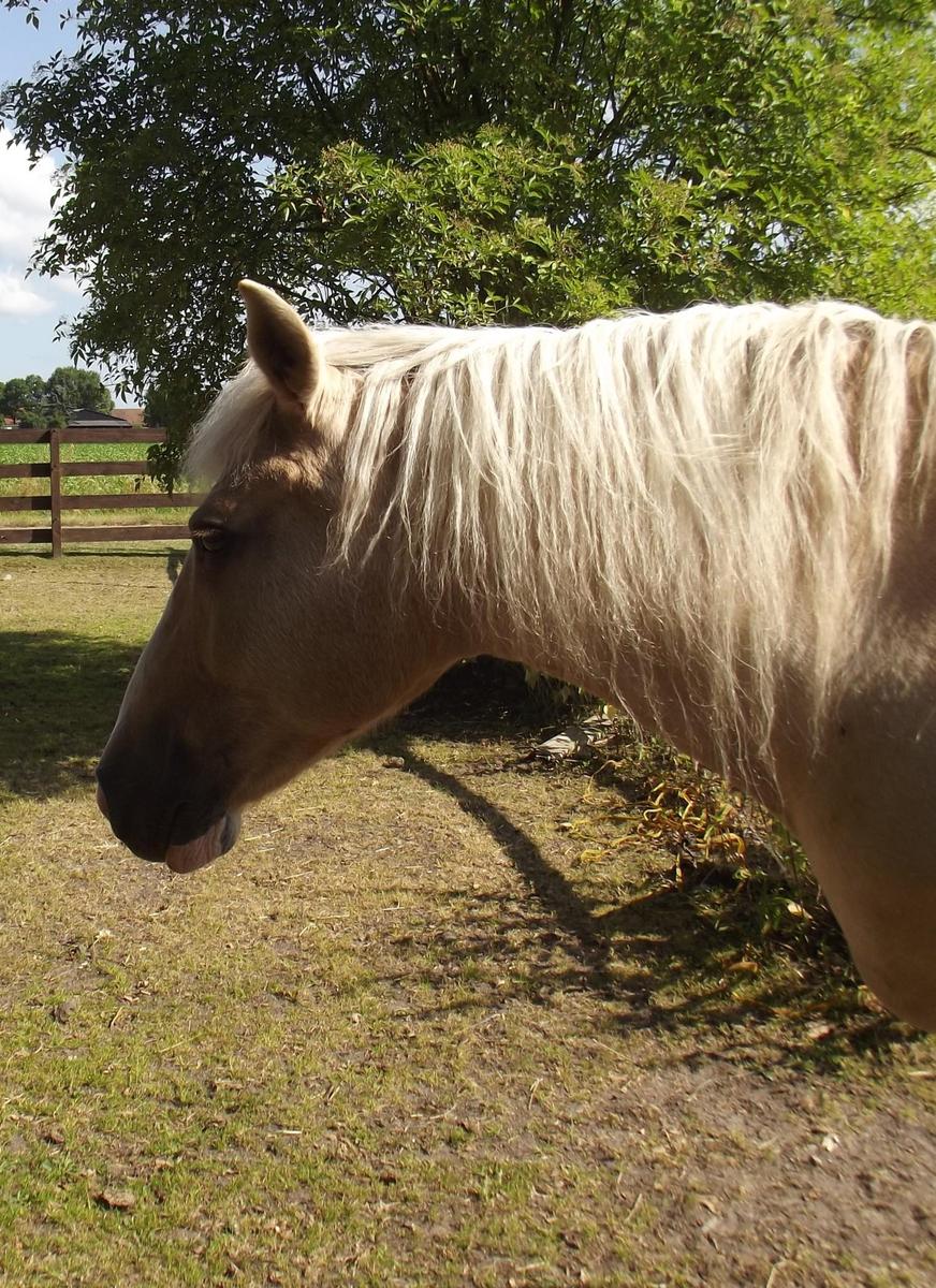 Meine Goldie