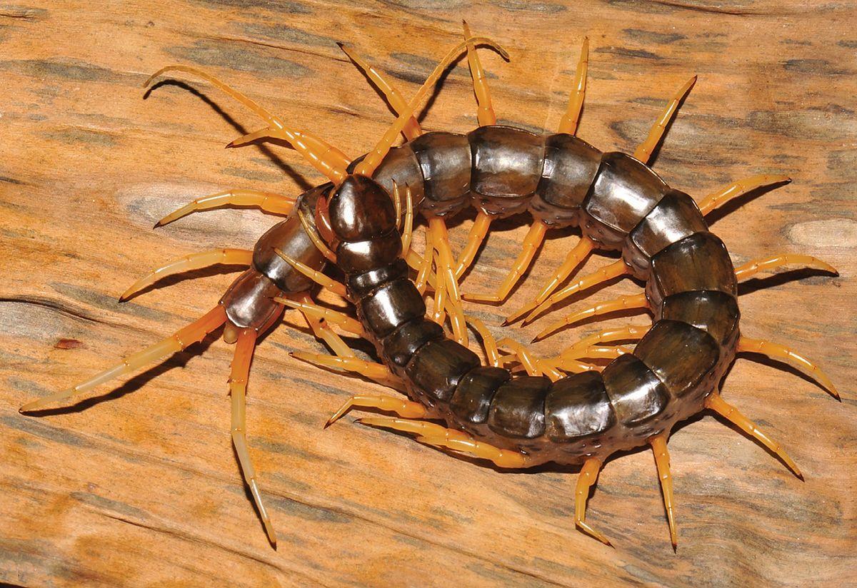 Scolopendra cataracta from Zookeys