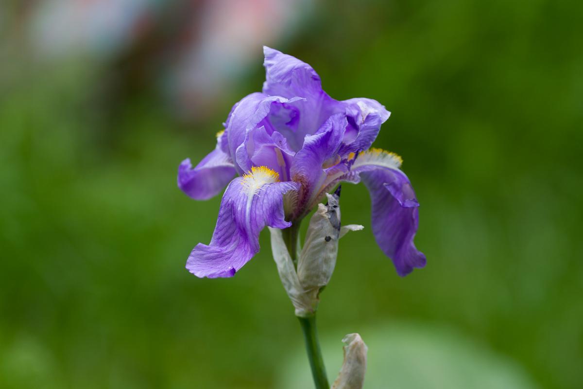 Irisbluete