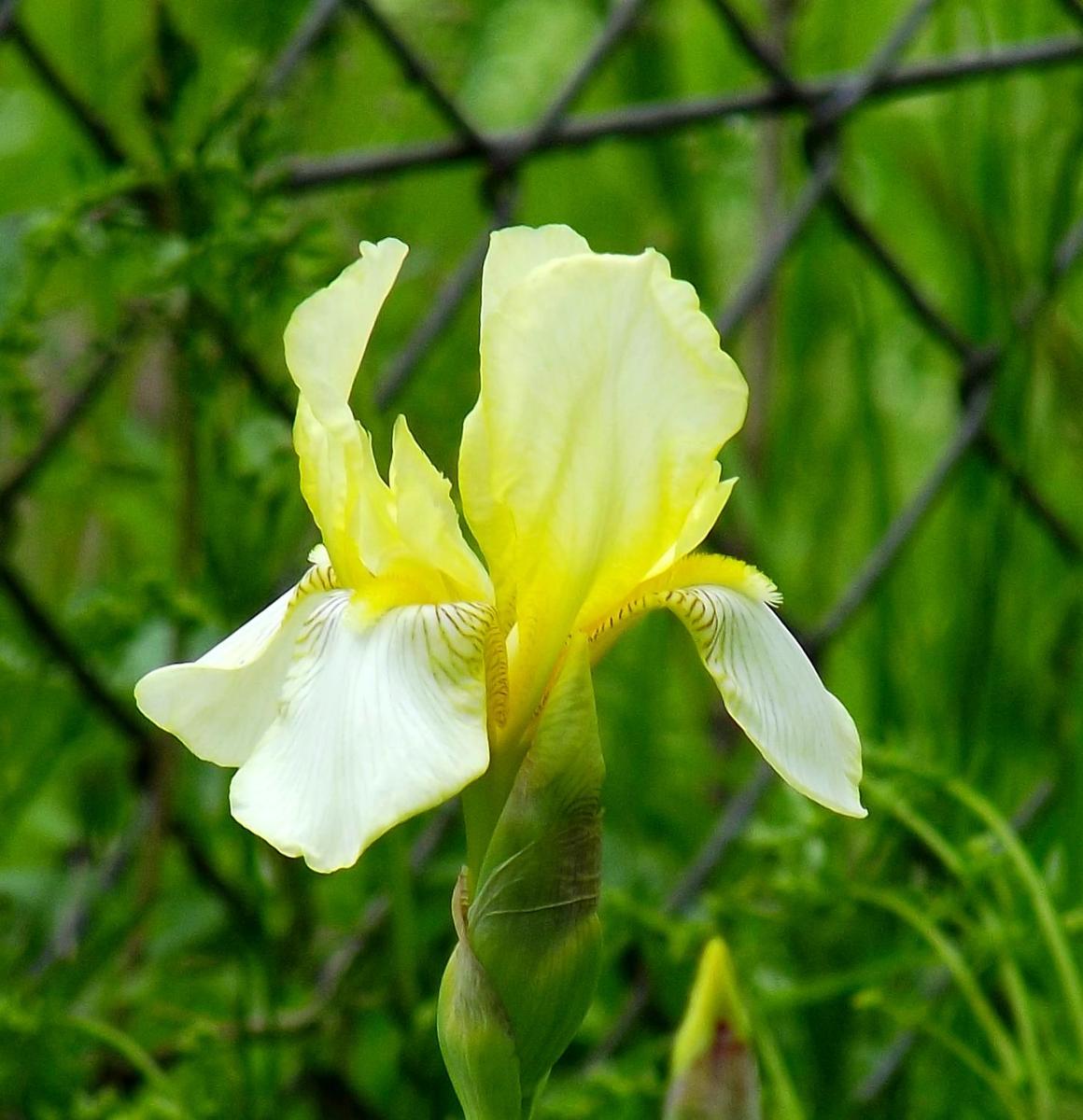 Iris