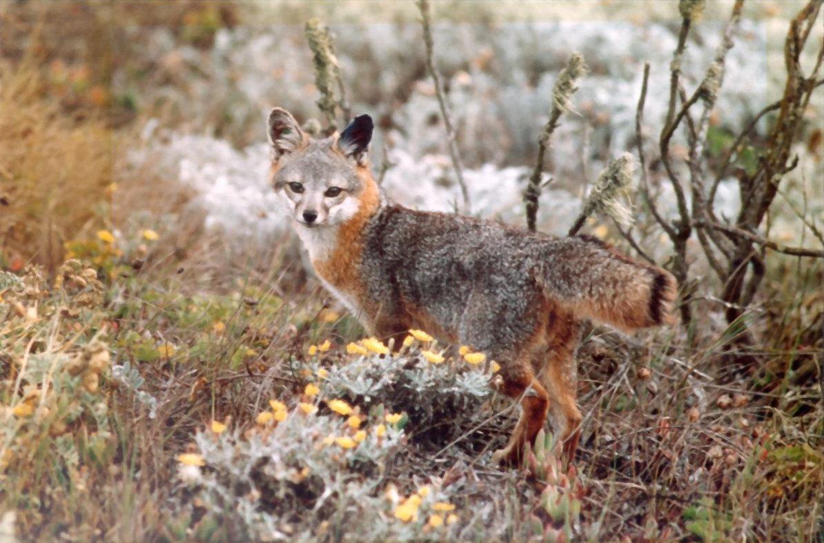 kalifornischer Insel-Graufuchs