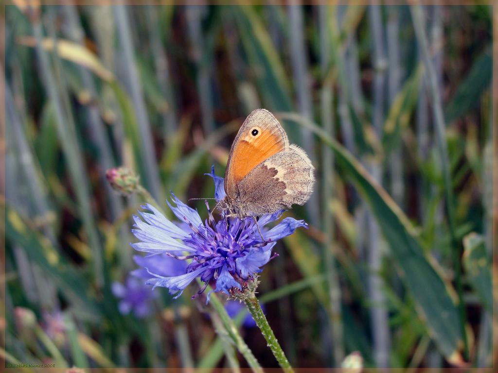 Happiness is like a butterfly