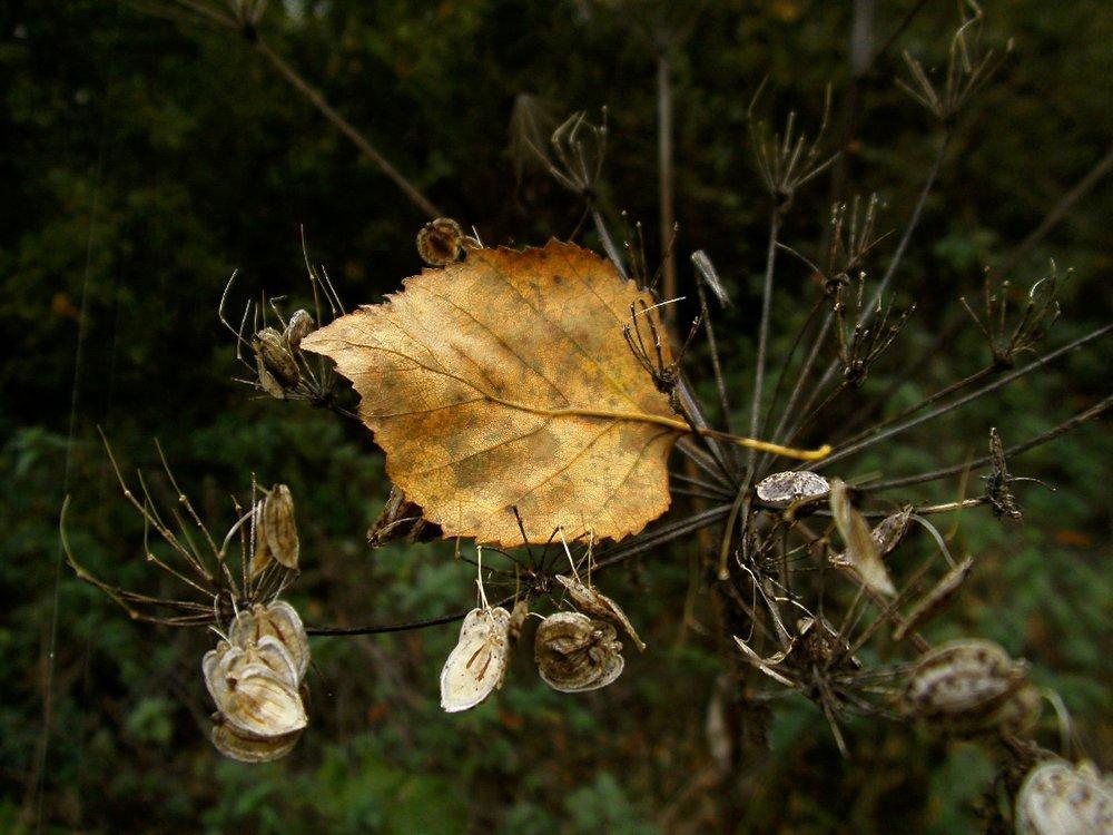 Septemberhochnebel 235