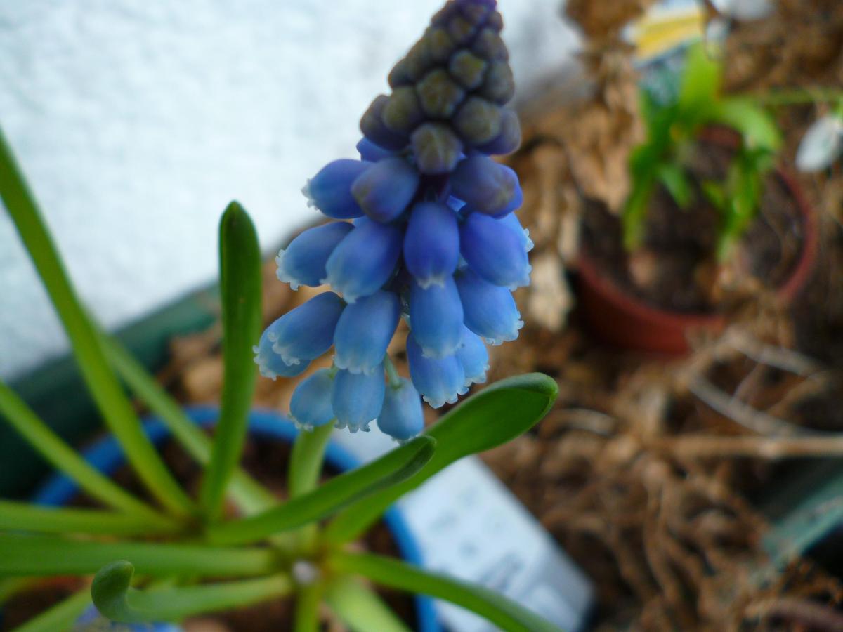 Muscari