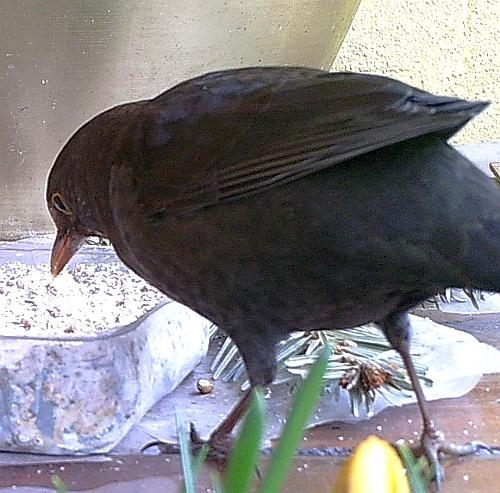 PICT0350 Amsel3