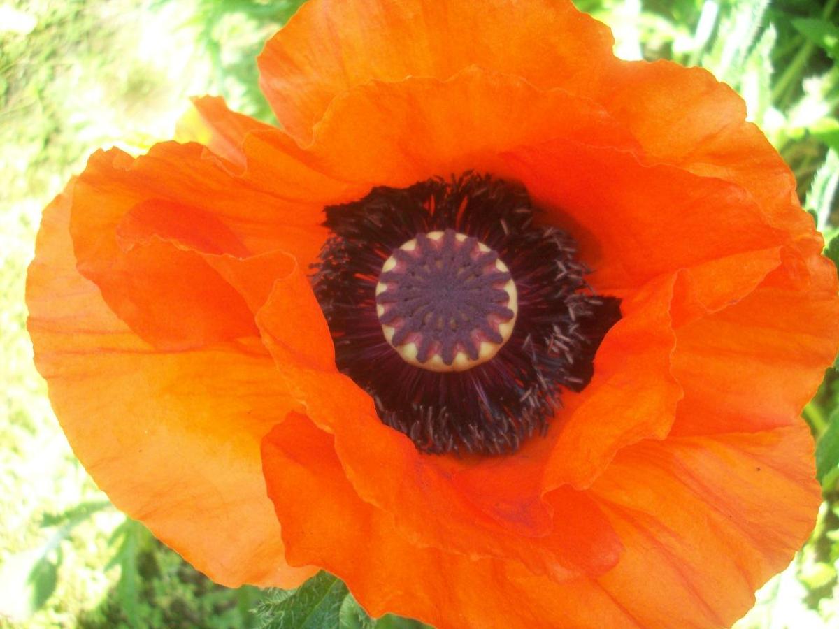 Mohn