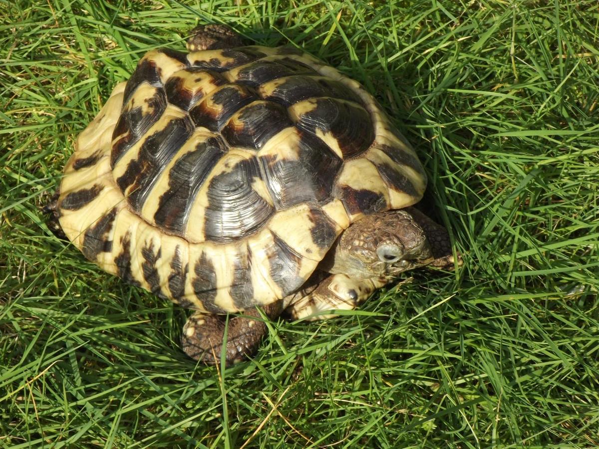 Schildkroete