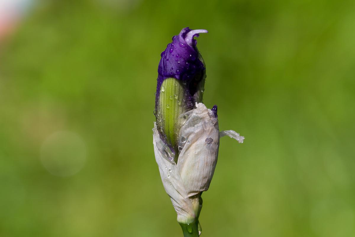 Iris