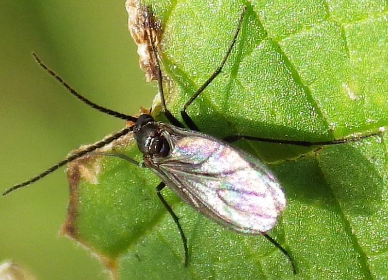  KK 6466fliegetier