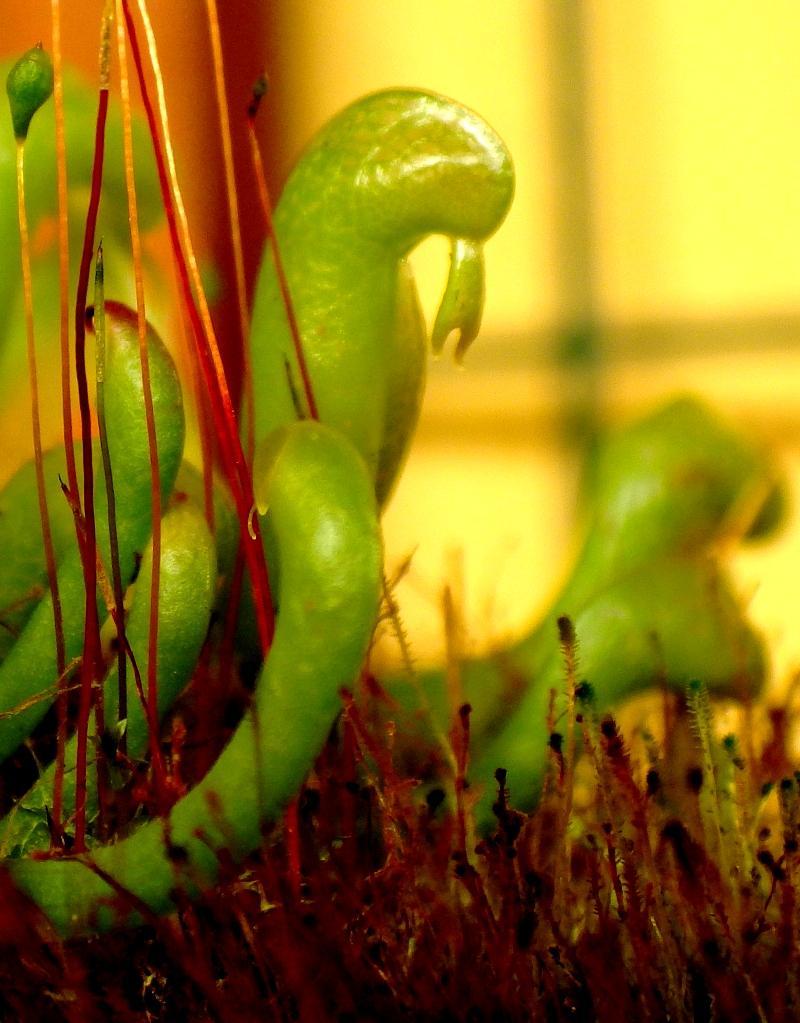  KK 0057 Darlingtonia