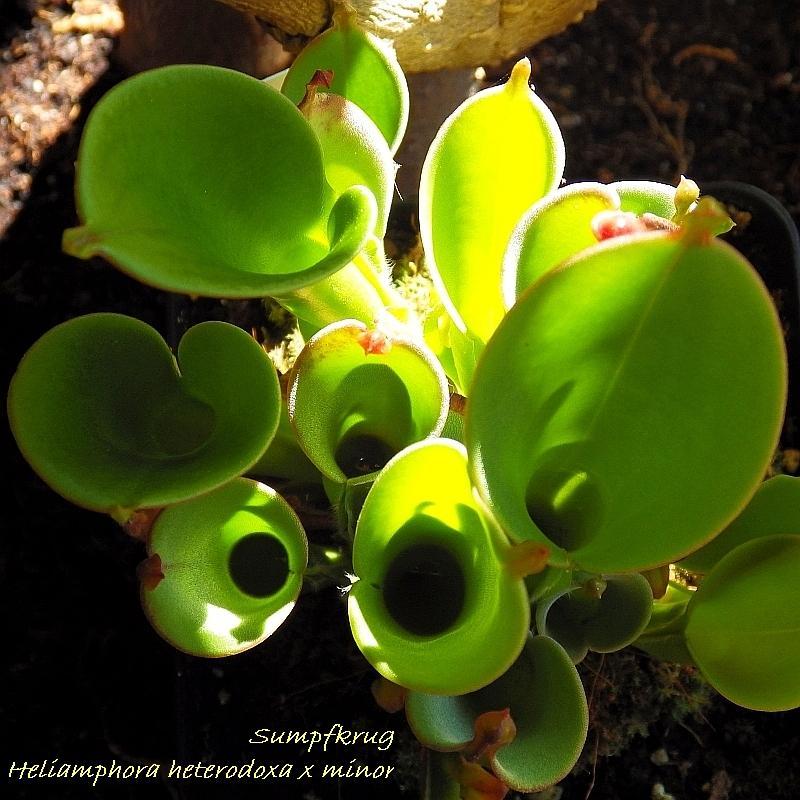  KK 4075 Sumpfkrug Heliamphora heterodox