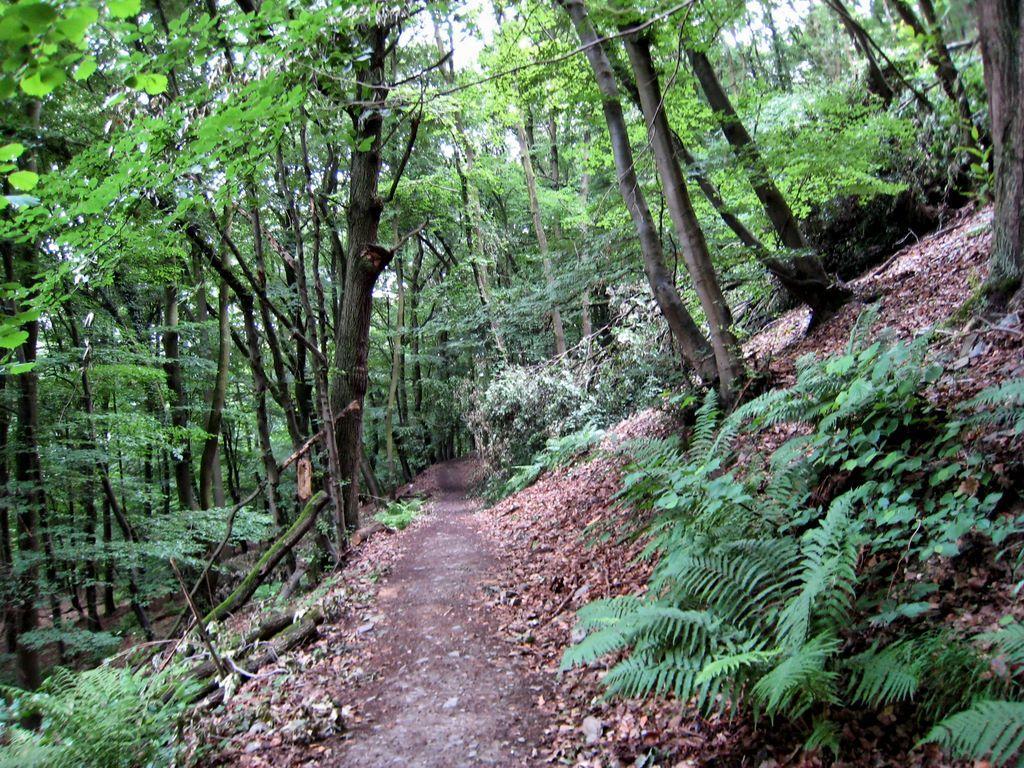 Waldweg-am-Rothenberg