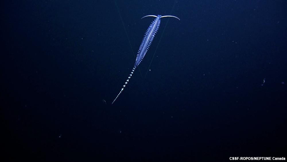 deep sea tomopteris