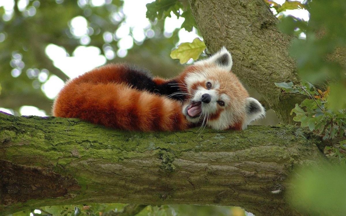 812871-free-red-panda-wallpaper