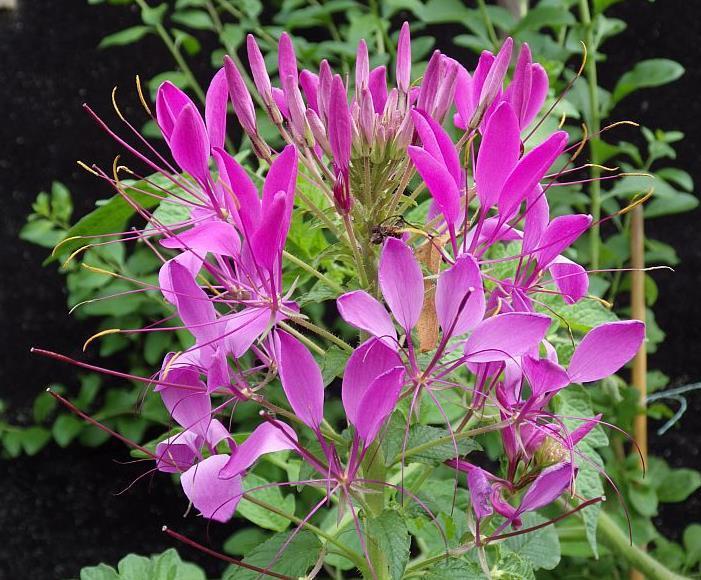  KK 6659 Cleome