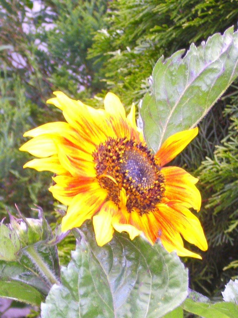 Sonnenblume