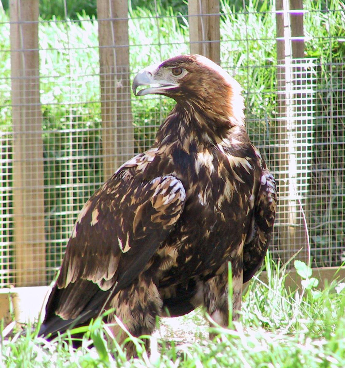 Aquila adalberti