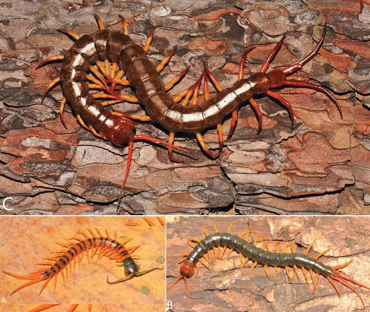 Scolopendra dehaani-Brandt 1840-Colourat