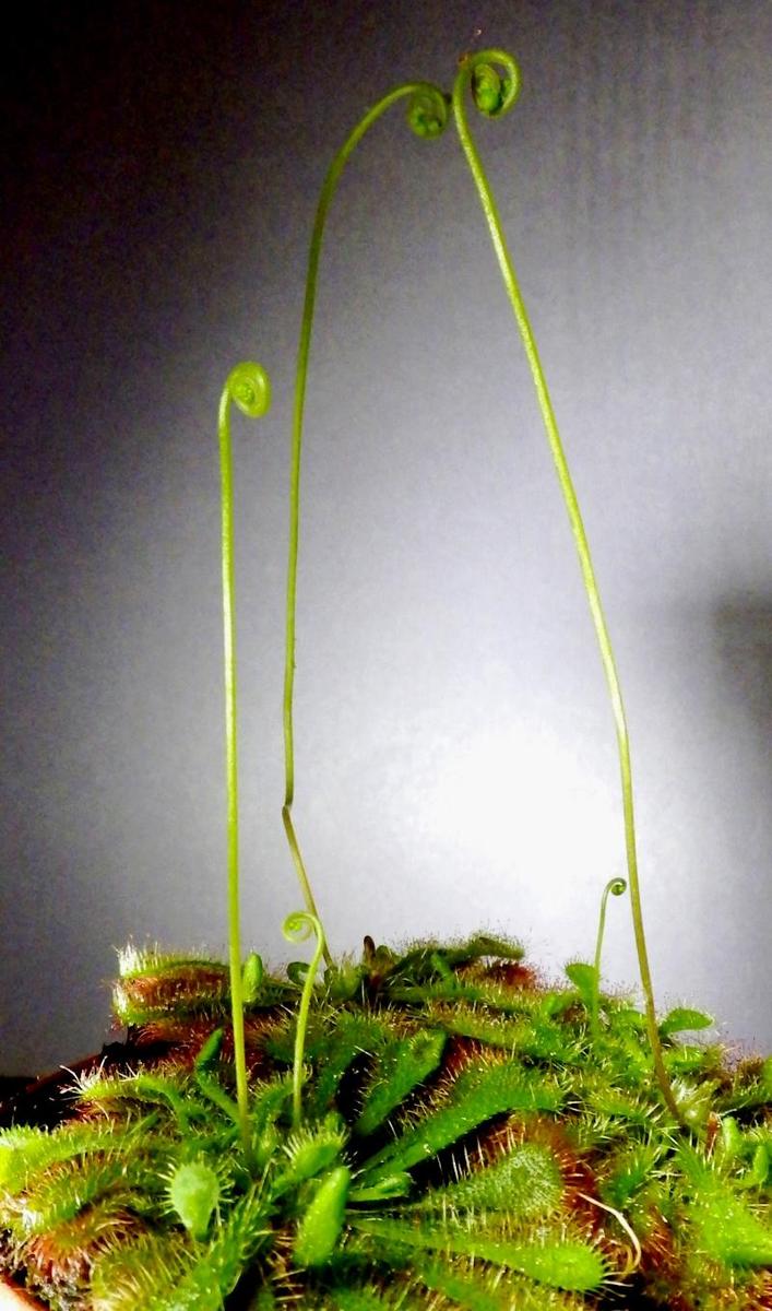  KK 2575 Drosera spatulata australien-ne