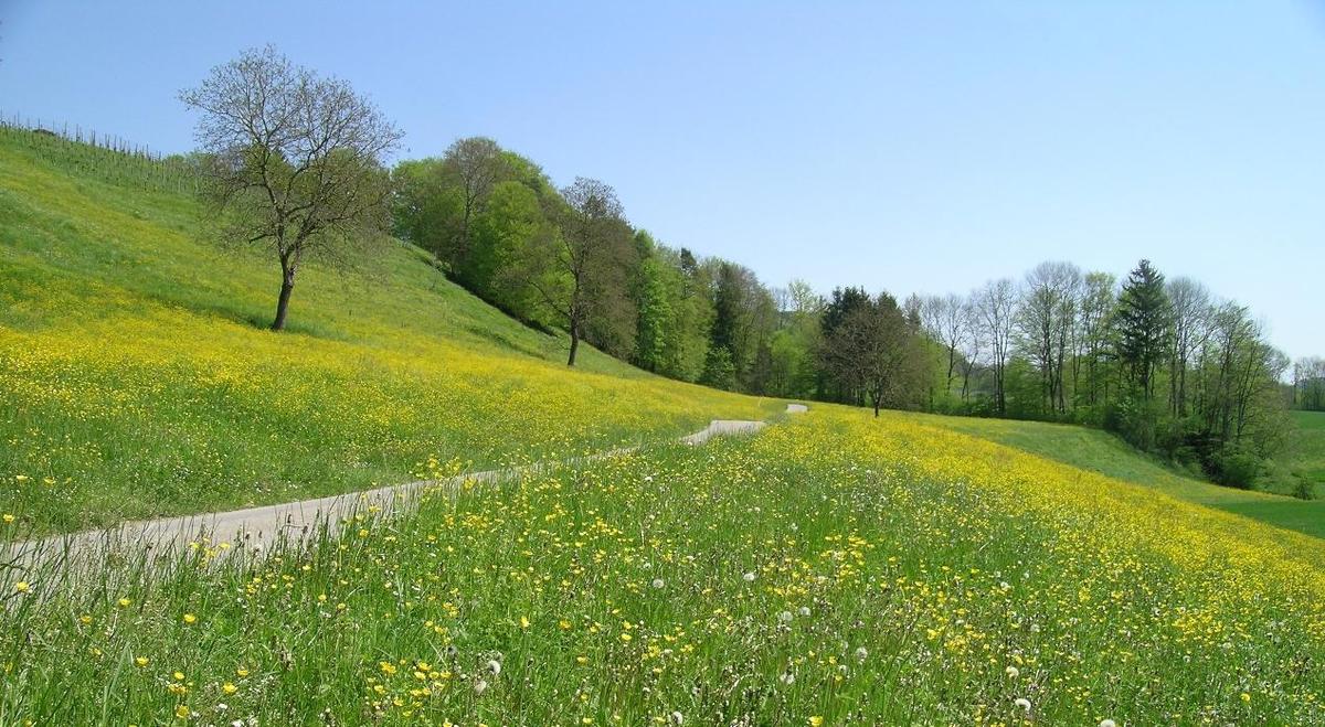 spring meadow