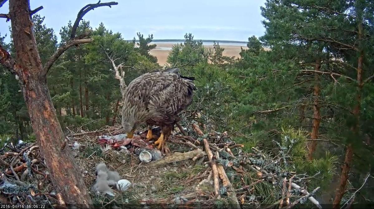 Seeadler Kueken 3