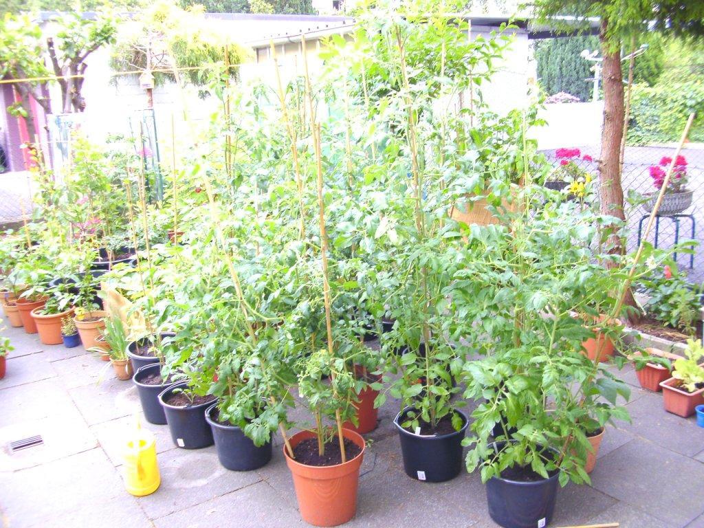 Tomatenplantage