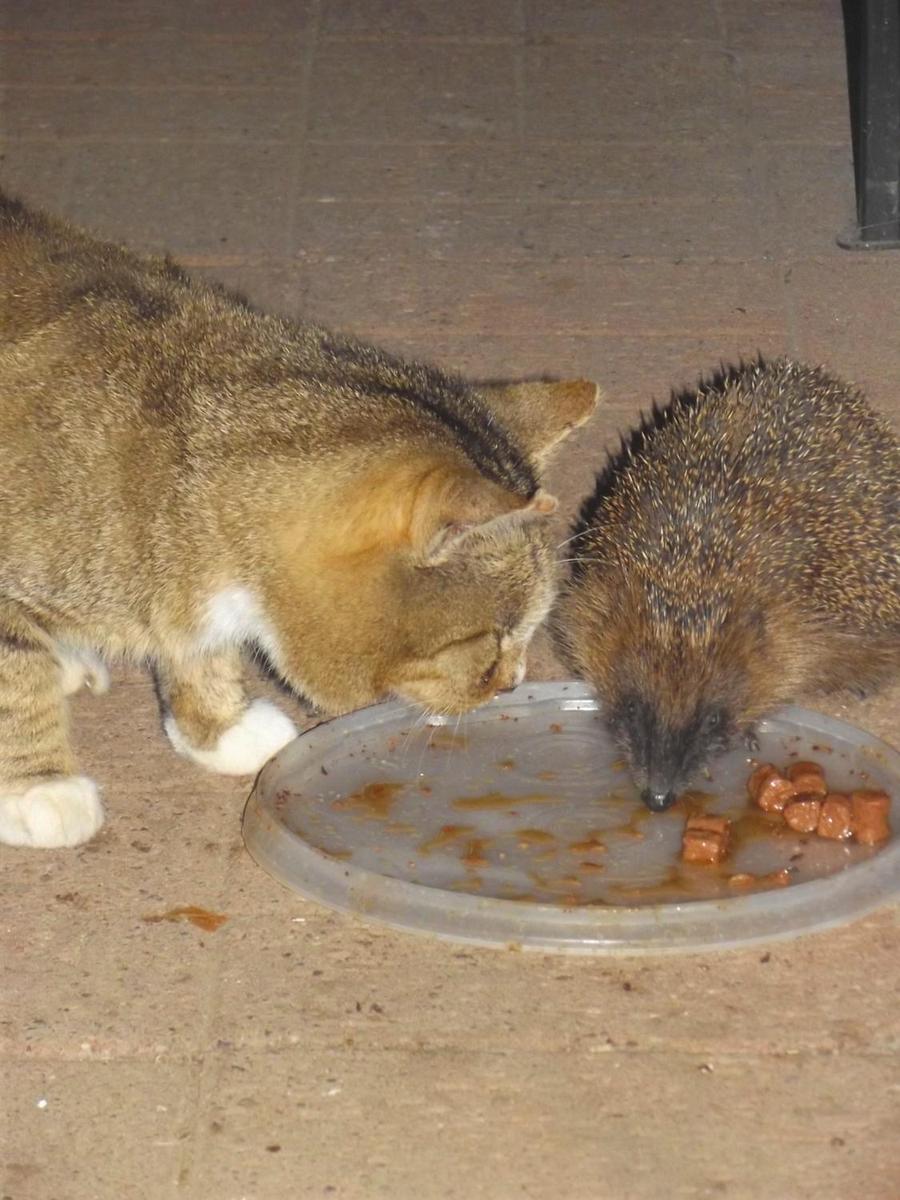 katz und igel