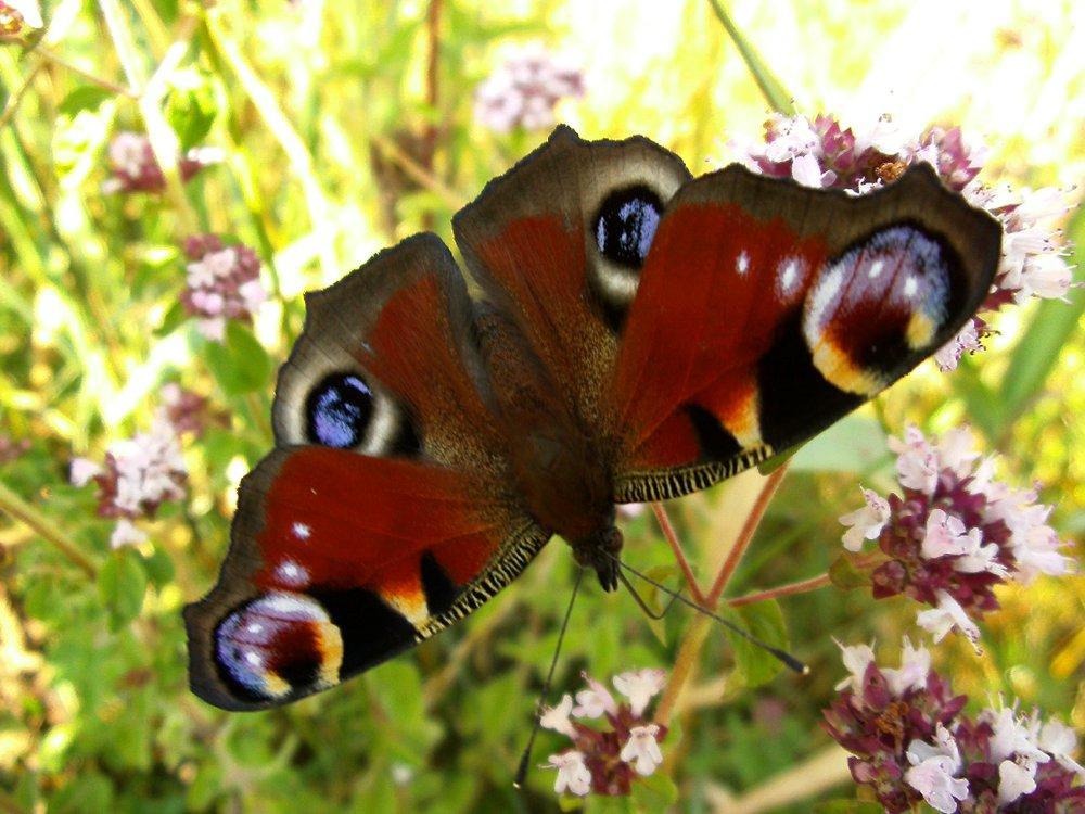 Schmetterlingsparadies 223