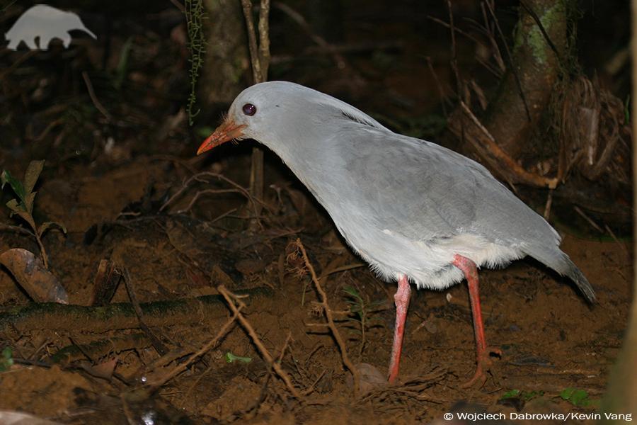 Kagu 2