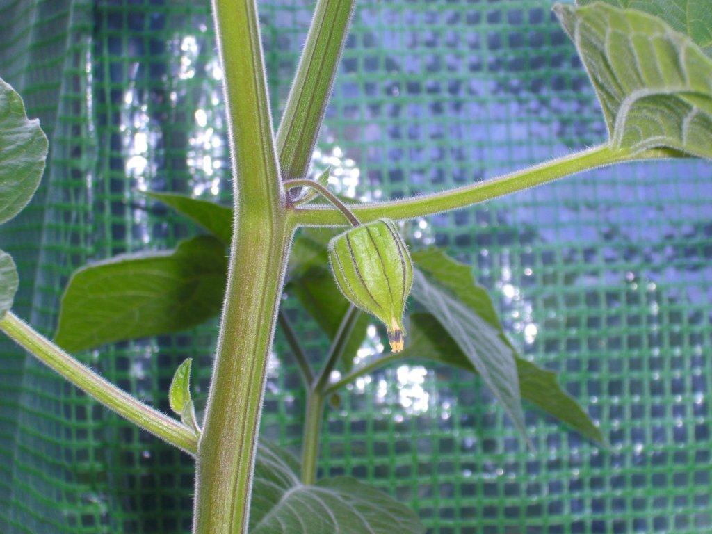 Physalis Lampion