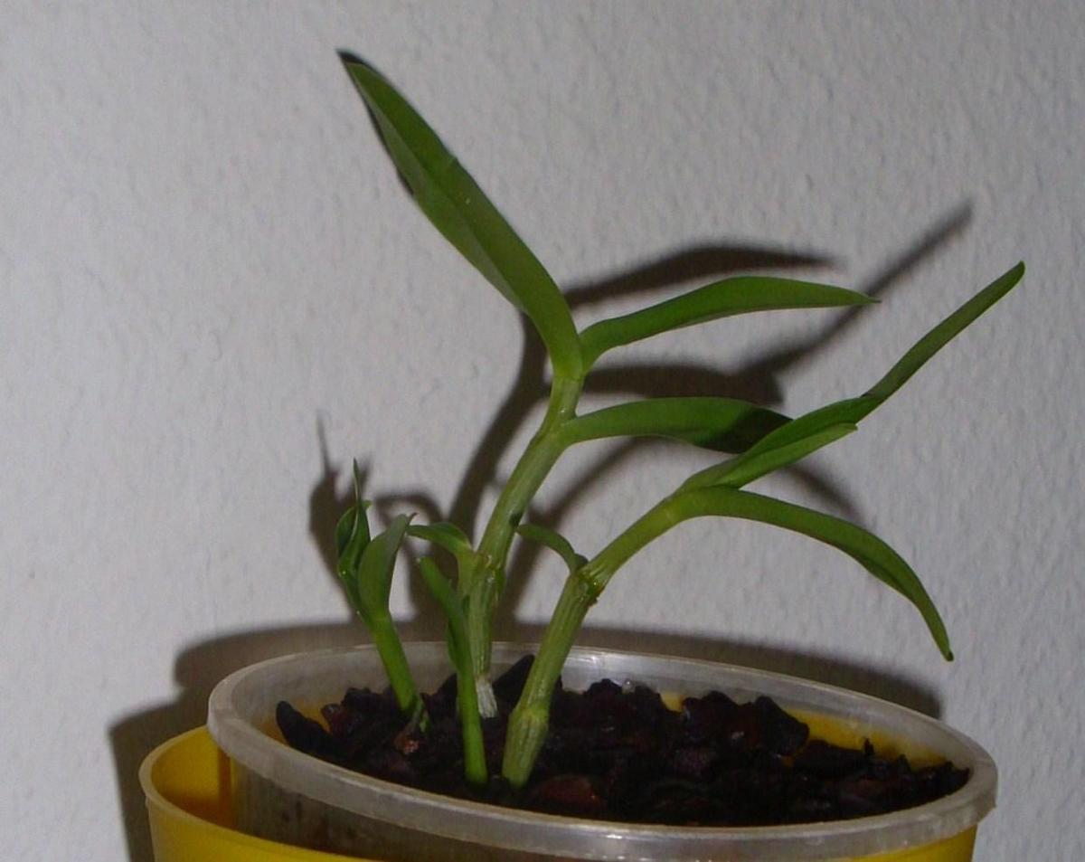 dendrobium1a