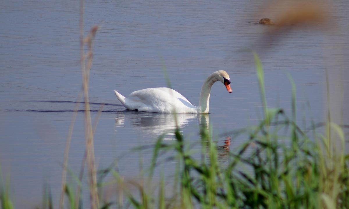 DSC09599a