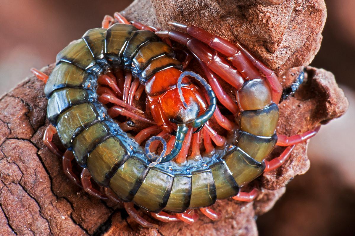 Damon Wilder-Scolopendra morsitans-1-Res