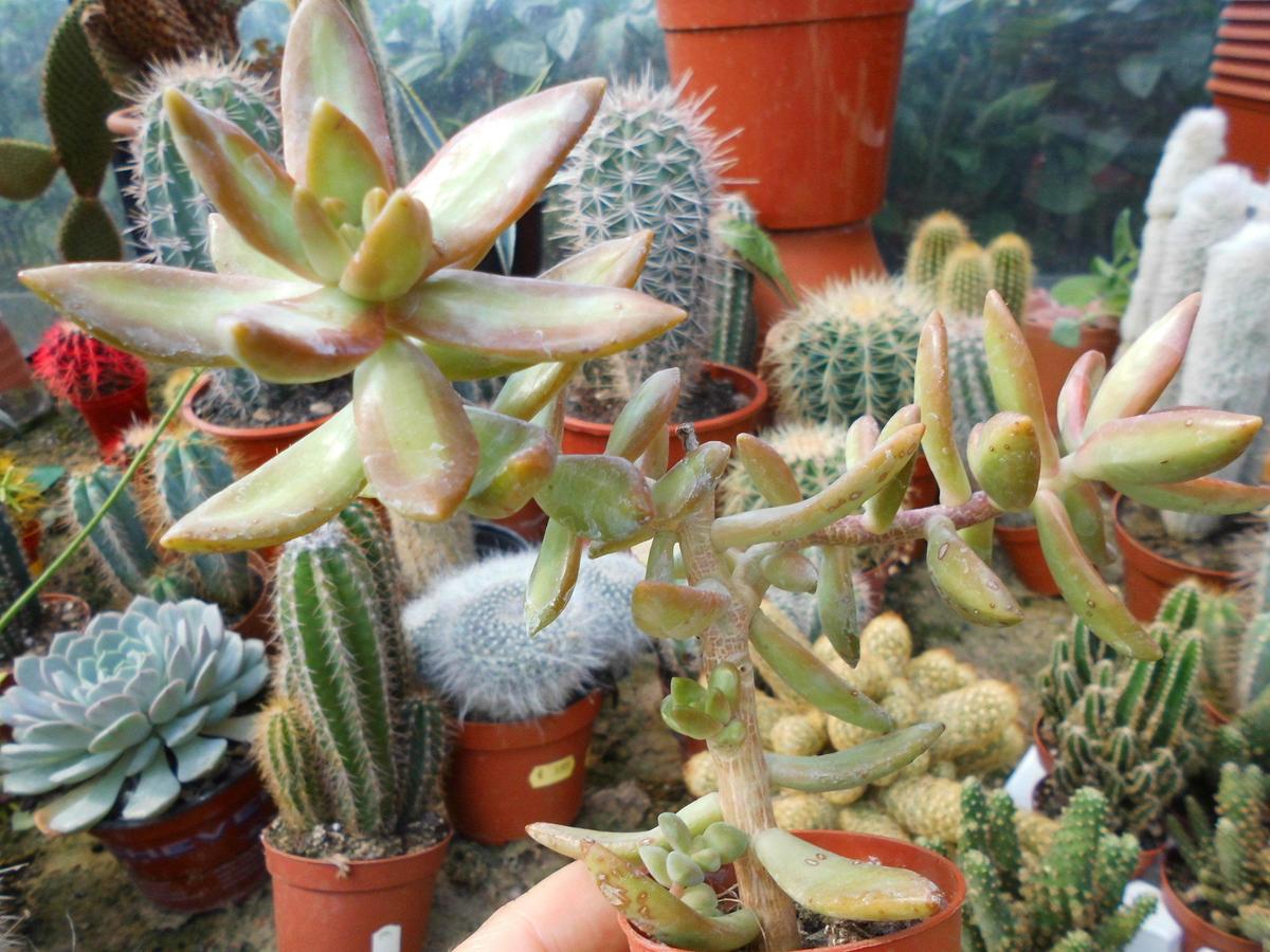u.a. Crassula